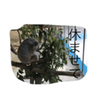 アニマルズです（個別スタンプ：8）