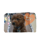 totolalafamilySticker（個別スタンプ：12）