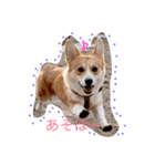 コーギーむぎの毎日スタンプ（個別スタンプ：2）