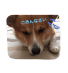 コーギーむぎの毎日スタンプ（個別スタンプ：8）
