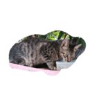 鶏の足（個別スタンプ：6）