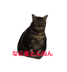 まいねこすたんプ（個別スタンプ：1）