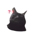 まいねこすたんプ（個別スタンプ：2）