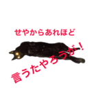 まいねこすたんプ（個別スタンプ：3）