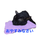 まいねこすたんプ（個別スタンプ：8）