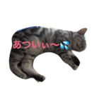 気持ちを伝えたいネコ2（個別スタンプ：8）