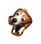 ビーグル犬 はなちゃん（個別スタンプ：1）