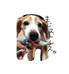 ビーグル犬 はなちゃん（個別スタンプ：2）