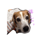 ビーグル犬 はなちゃん（個別スタンプ：4）
