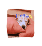 ビーグル犬 はなちゃん（個別スタンプ：5）
