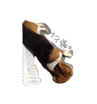ビーグル犬 はなちゃん（個別スタンプ：7）