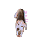 ビーグル犬 はなちゃん（個別スタンプ：8）