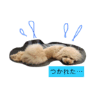 ミルのまいにち。（個別スタンプ：4）
