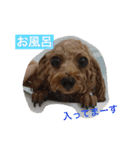 ミルのまいにち。（個別スタンプ：9）