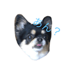 チワワのひめちゃん（個別スタンプ：1）