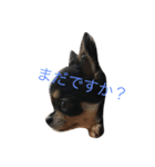 チワワのひめちゃん（個別スタンプ：2）