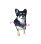チワワのひめちゃん（個別スタンプ：4）