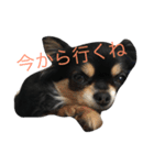チワワのひめちゃん（個別スタンプ：7）