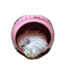 長毛？ハムちゃん（個別スタンプ：2）