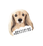 さくらの御挨拶（個別スタンプ：1）