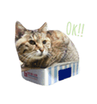 うちのキジトラ（個別スタンプ：3）