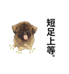 うちのアホ犬ペキニーズ（個別スタンプ：1）