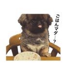うちのアホ犬ペキニーズ（個別スタンプ：2）