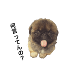 うちのアホ犬ペキニーズ（個別スタンプ：3）