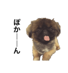 うちのアホ犬ペキニーズ（個別スタンプ：5）
