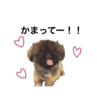 うちのアホ犬ペキニーズ（個別スタンプ：8）