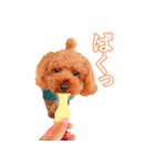 トイプードルのゆず（個別スタンプ：2）