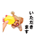 トイプードルのゆず（個別スタンプ：3）