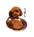 トイプードルのゆず（個別スタンプ：4）