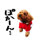 トイプードルのゆず（個別スタンプ：5）