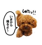 トイプードルのゆず（個別スタンプ：7）
