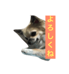Leonyarow（個別スタンプ：4）