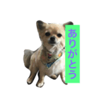 Leonyarow（個別スタンプ：5）