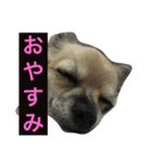 Leonyarow（個別スタンプ：6）