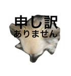 Leonyarow（個別スタンプ：8）