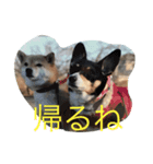 ソラの一日（個別スタンプ：1）