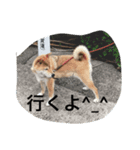 ソラの一日（個別スタンプ：4）