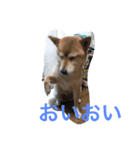 ソラの一日（個別スタンプ：5）