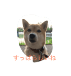 ソラの一日（個別スタンプ：6）