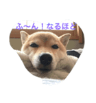 ソラの一日（個別スタンプ：8）