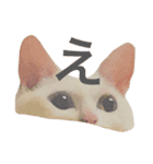 オッドアイ猫とヒョウモントカゲモドキ（個別スタンプ：2）