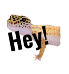 オッドアイ猫とヒョウモントカゲモドキ（個別スタンプ：3）
