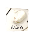 オッドアイ猫とヒョウモントカゲモドキ（個別スタンプ：4）