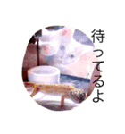 オッドアイ猫とヒョウモントカゲモドキ（個別スタンプ：5）