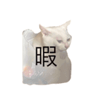 オッドアイ猫とヒョウモントカゲモドキ（個別スタンプ：10）
