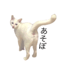 オッドアイ猫とヒョウモントカゲモドキ（個別スタンプ：11）